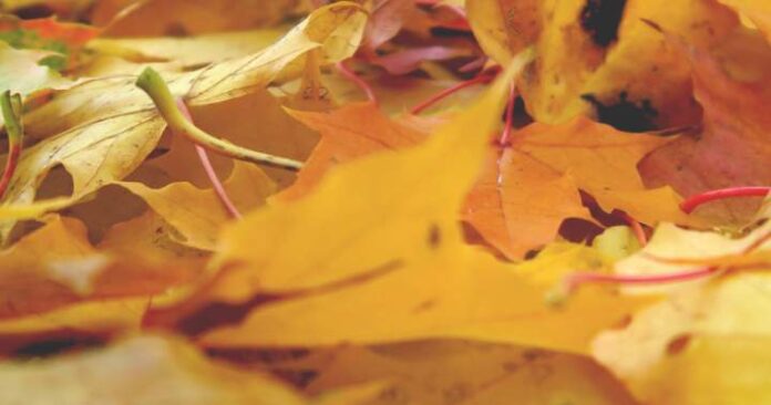 Best leaf blowers of 2025: Top picks for easy yard WM - Tag Template