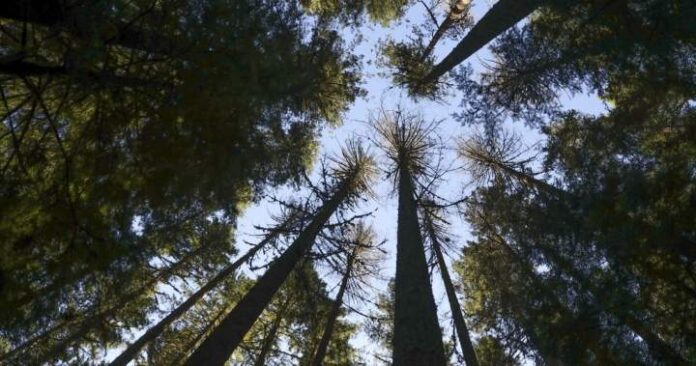 When heat and drought stress trees, the consequences can be WM - Tag Template