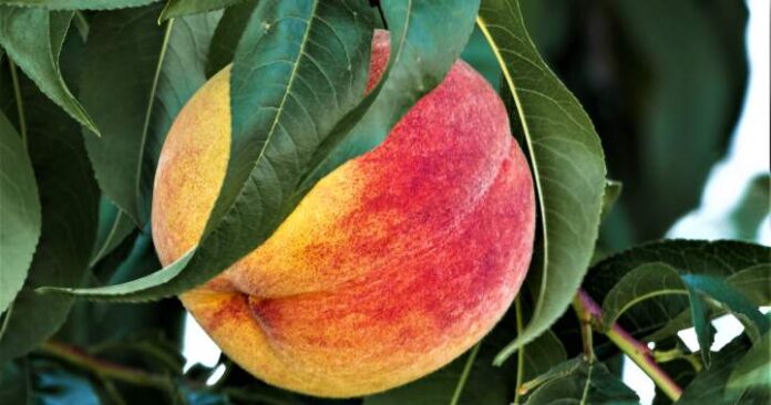 Most of Canada sees changes under newly updated plant hardiness WM - Tag Template