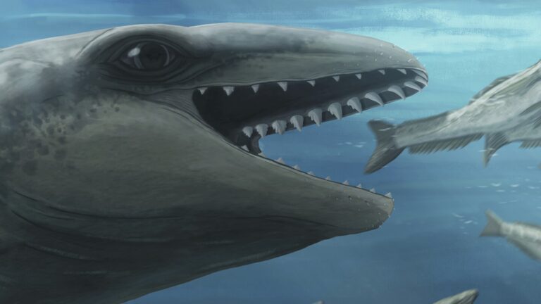 New fossil discovery reveals tiny ancestor of modern whales New fossil discovery reveals tiny ancestor of modern whales